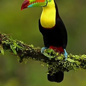 Beautiful Bird Species Canvas Print Collection: Keel-billed Toucan (also known as sulfur-breasted toucan or rainbow-billed toucan)
