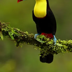 Beautiful Bird Species Collection: Keel-billed Toucan (also known as sulfur-breasted toucan or rainbow-billed toucan)