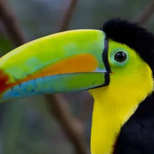 Keel-billed Toucan Print - Colorful Bird Species Artwork Keel-billed Toucan Print - Colorful Bird Species Artwork
