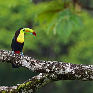 Keel-billed toucan Costa Rica