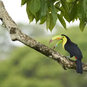 Keel-billed Toucan (Ramphastos sulfuratus)