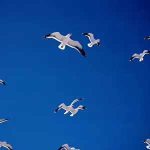 Kelp gulls (Larus dominicanus)in flight