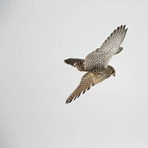 Kestrel -Falco tinnunculus-, hovering flight, Bislicher Insel, North Rhine-Westphalia, Germany