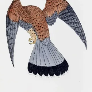 Kestrel falcon bird 19 century illustration Kestrel falcon bird 19 century illustration