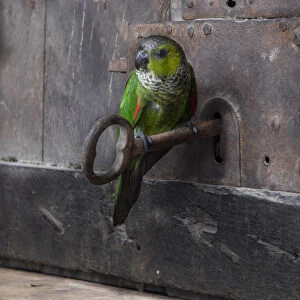 key and parrot