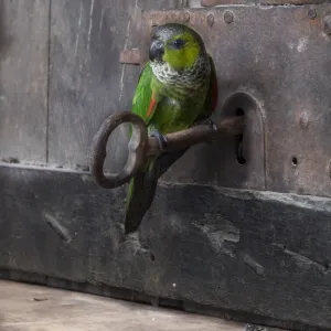 key and parrot key and parrot