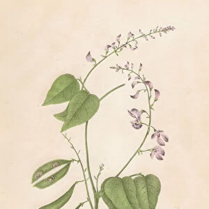 Kidney bean plant botanical engraving 1843