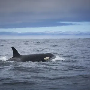 Killer Whale Killer Whale