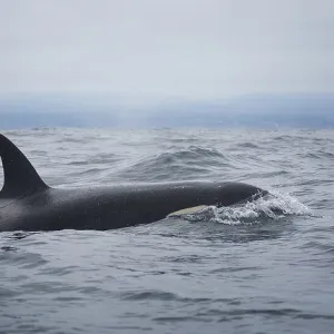 Killer Whale Killer Whale