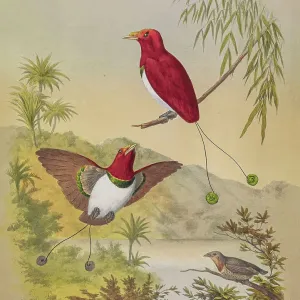 King bird-of-paradise, 19th century illustration