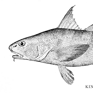 King fish engraving 1898