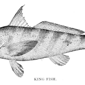 King fish engraving 1898 King fish engraving 1898