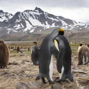 King Penguins, Aptenodytes patagonicus, in a bird colony on South Georgia Island, on the Falkland islands