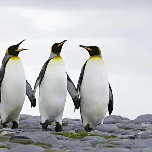 Three king penguins (Aptenodytes patagonicus) standing on rocky beach