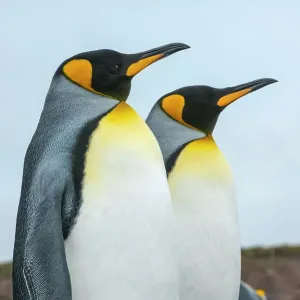 King penguins (Aptenodytes patagonicus)