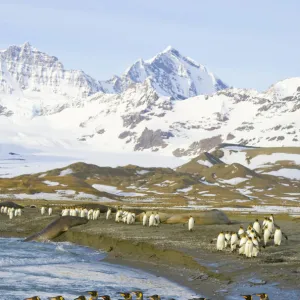 King penguins marching to sea to wash feathers