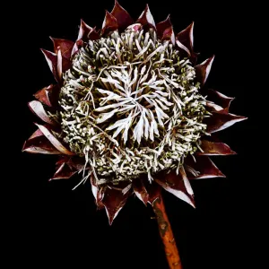 King Protea Top Print King Protea Top Print