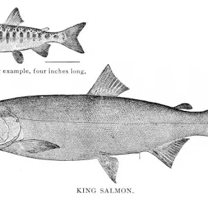 King salmon engraving 1898 King salmon engraving 1898
