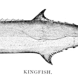 Kingfish engraving 1898 Kingfish engraving 1898