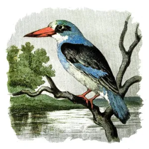 Kingfisher Kingfisher
