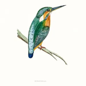 Kingfisher Kingfisher