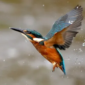 Kingfisher Kingfisher