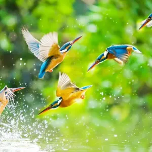 kingfisher kingfisher