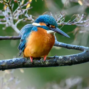 Kingfisher Kingfisher