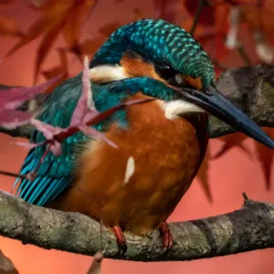 Kingfisher Kingfisher