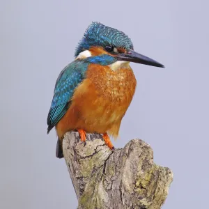 Kingfisher [Alcedo atthis]