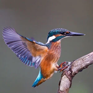 Kingfisher -Alcedo atthis- approaching perch, North Hesse, Hesse, Germany