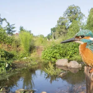 Kingfisher (Alcedo atthis) on branch in his habitat, wide angle shot, Hesse, Germany