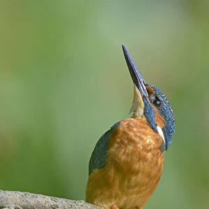 Kingfisher -Alcedo atthis-, Emsland, Lower Saxony, Germany