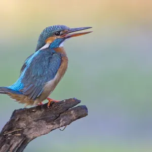 Kingfisher -Alcedo atthis-, female, threatening, Middle Elbe, Saxony-Anhalt, Germany Kingfisher -Alcedo atthis-, female, threatening, Middle Elbe, Saxony-Anhalt, Germany