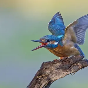 Kingfisher Print - Female Alcedo atthis in Threatening Pose Kingfisher Print - Female Alcedo atthis in Threatening Pose