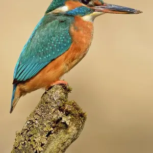 Female Kingfisher Print, perched on a branch in its natural habitat Female Kingfisher Print, perched on a branch in its natural habitat