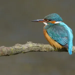 Kingfisher Female Print Kingfisher Female Print