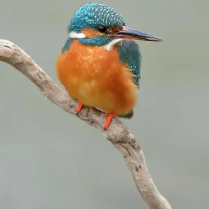 Kingfisher (Alcedo atthis), female perched, Swabian Alb biosphere reserve, Baden-Wuerttemberg, Germany
