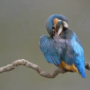 Female Eurasian Kingfisher Print Female Eurasian Kingfisher Print