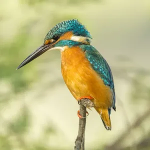 Kingfisher -Alcedo atthis-, Keoladeo National Park, Rajasthan, India Kingfisher -Alcedo atthis-, Keoladeo National Park, Rajasthan, India