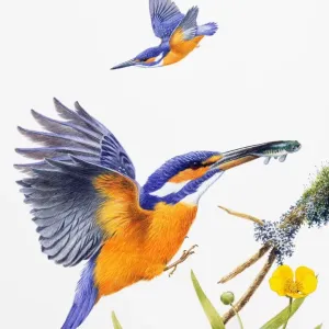 Kingfisher (Alcedo atthis), male, preparing to land with fish in bill, and in flight Kingfisher (Alcedo atthis), male, preparing to land with fish in bill, and in flight