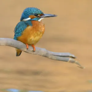 Kingfisher Print - Male Perched Kingfisher Print - Male Perched