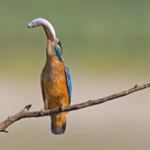 Kingfisher -Alcedo atthis-, young bird with a caught fish, Middle Elbe, Saxony-Anhalt, Germany