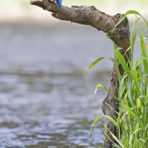Kingfisher -Alcedo atthis-, young bird with caught stickleback, Middle Elbe, Saxony-Anhalt, Germany Kingfisher -Alcedo atthis-, young bird with caught stickleback, Middle Elbe, Saxony-Anhalt, Germany