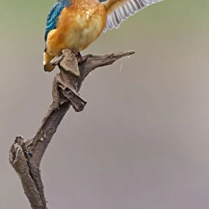 Kingfisher -Alcedo atthis-, young bird on perch preening, Middle Elbe, Saxony-Anhalt, Germany