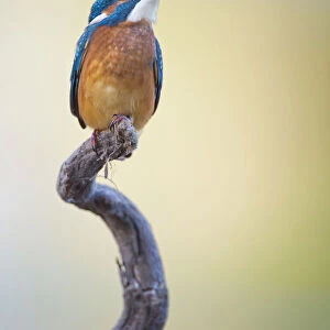 Kingfisher -Alcedo atthis-, young bird on perch, Middle Elbe, Saxony-Anhalt, Germany