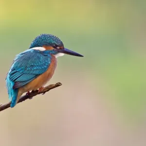 Kingfisher -Alcedo atthis-, young bird on perch, Middle Elbe, Saxony-Anhalt, Germany Kingfisher -Alcedo atthis-, young bird on perch, Middle Elbe, Saxony-Anhalt, Germany
