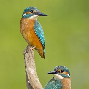 Kingfisher -Alcedo atthis-, young birds, Middle Elbe, Saxony-Anhalt, Germany