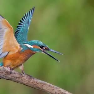 Kingfisher -Alcedo atthis-, young male, threatening, Middle Elbe, Saxony-Anhalt, Germany