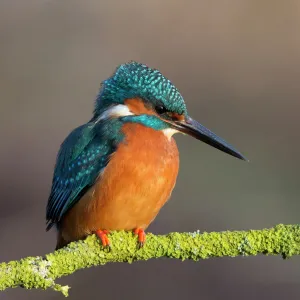 Beautiful Bird Species Photographic Print Collection: Vivid, Bold & Colourful Kingfishers